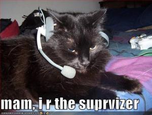 e31a5534ae69fae5_funny-pictures-call-center-cat